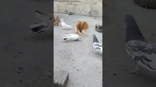Yellow American pigeon 🕊️🕊️🕊️🕊️🐦🐦🐦 !!! LOVE PIGEONS 🕊️🕊️🕊️🕊️🕊️