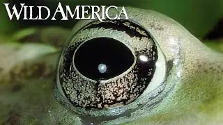 Wild America | S4 E5 Prince of the Pond | Full Episode HD