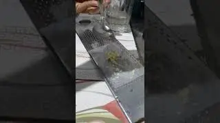 Kencur obat batuk paling ampuh