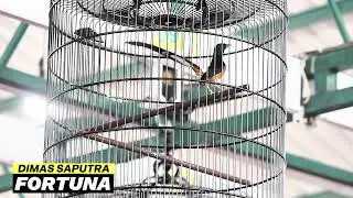 FORTUNA - DIMAS SAPUTRA SEGEL PODIUM | FULLL NGOTOT DI PIALA CEO PRASASTI