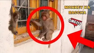 Bandar ki funny video | Funny monkey Playing with dadi 😵 | #funny 