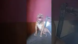 #Pitbull #fighter #topbloodline  #stud service available #doglover #shorts  #shorts