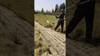 Cumin seed harvesting process- Good tools and machinery can increase work efficiency