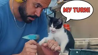 This Cat&rsquo;s Conversation With a Human Is Unreal 😹 😲😂
