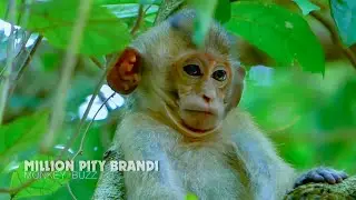 Million pity baby monkey Brandi really exhausted, Brandi injured his hand so seriously