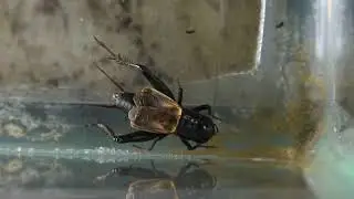 Cricket chirps estimate temperature 2021