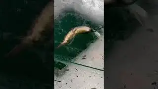 Ice fishing catching multiple fish January 26, 2024