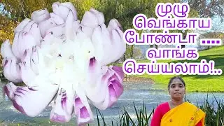 முழு வெங்காய பக்கோடா செய்வது எப்படி? How to prepare blooming onion pakoda?