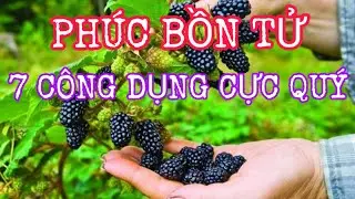 Quả Ph&uacute;c Bồn Tử (M&acirc;m X&ocirc;i) C&oacute; T&aacute;c Dụng G&igrave;? Ăn Như Thế N&agrave;o?