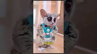 This Creature Weep Like Babies: Bushbabies