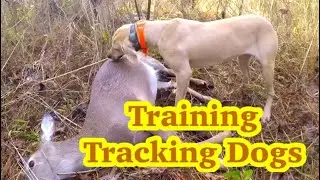 TRAINING TRACKING DOGS 🐶🐶🐶at Hollis Farms