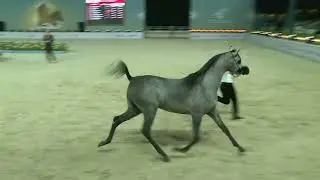 249 - MEZYAN AL SADEEM - AJMAN ARABIAN HORSE CHAMPIONSHIP 02 - 04 January  2026