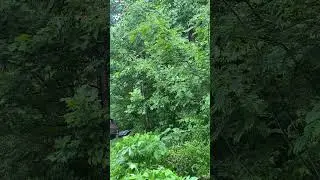 Cicadas Brood XIV in East Tennessee 2025
