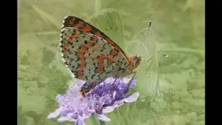 Butterflies and Orchids of Gedre and surrounding Hautes Pyrenees, France 2019