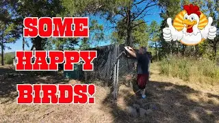 The Duplex Is Done! I Have Some Happy Chickens