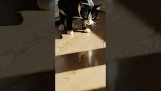 Sunlit Standoff: Cat vs. Shadow #shorts #cat #daily