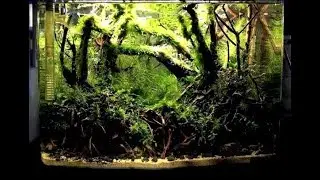 Nano Aquascape from the 