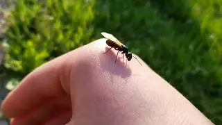 Carpenter ant (camponotus nuptial flight) is upon us!!!