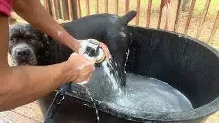 Giving My 130lb Cane Corso a Bath (Epic Fail?😅)