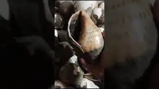 Gowri shankh raw #reels #shortvideo #viral #conch #shakha9news #shankh