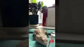 Alpha mission is possible 🫣#beardie #nyc #beardeddragon Rendik