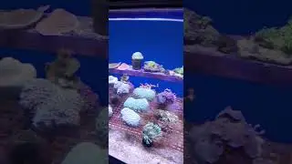 Coral Growth at Dubai Mall Aquarium 🌱🐠