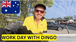 INSIGHT TO DINGOS WORK DAY!!! 🇦🇺