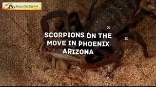 Scorpion Control Casa Grande AZ Exterminator 480-493-5028 Ozone Pest Control
