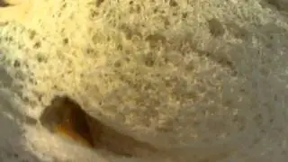 Talking bread