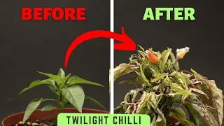 Growing a Twilight Chilli Pepper plant in 54 Days