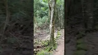 Flat Rock Gully 8