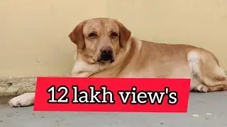 Dog funny video..😂 #talking#viral#support#gani