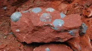 43 fossilized dinosaur eggs found