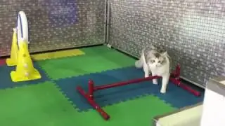 Westminster Meet the Breeds - Cat Agility