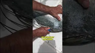 The Proper Way to Fillet a Roosterfish? #filletingfish #fishfillet #roosterfish #sportfishing