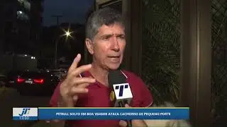 Pitbull solto em Boa Viagem ataca cachorro de pequeno porte