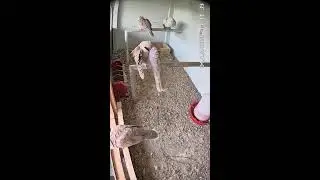 🕊️ Live Dove Nest Cam 24/7 &ndash; Her G&uuml;n Aynı Yuvada 4 Kumru | Relaxing Nature Sounds