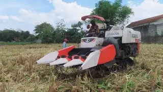 KOMBI SAWAH KUBOTA DC70 BAKET JAGUNG memanen di Balong Ponorogo | MT3 2024