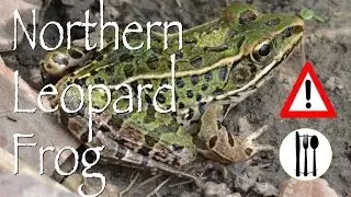 Northern Leopard Frog: Edible & Cautions