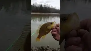 Warmouth sunfish
