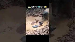 Pig कीचड़ में क्यों पड़े रहते हैं🤯| Pig Facts #fact #facts #shorts #viral #dailyfacts