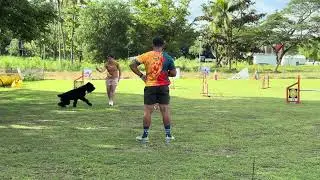 BEGINNER DOG AGILITY | Gian Schnauzer