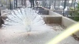 beautiful White peacock dance | peacock dance video | beautiful moor dance