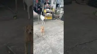 Sao cơn b&agrave;o c&oacute; 2 con ch&oacute; #thanhhontre #conch&oacute; #shorts