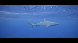 Spear Fishing PNG Lae Free Divers