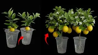 🔥 Grew a Lemon in Water? This One Mistake Will Stop It from Ever Bearing Fruit! 🍋💧⚠️