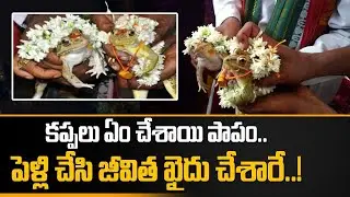 East Godavari... భాజా బజంత్రిలతో కప్పల పెళ్లి... అందుకే అంట పాపం... | Telugu OneIndia