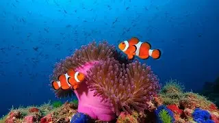 Peaceful Night Meditation and Relaxing Ocean Ambience for Better Sleep