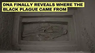 New DNA Study Finally Solved Where the Black Death Really Came From!