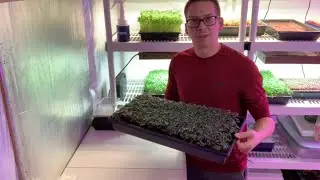 Mammoth Red Rock Cabbage Microgreens